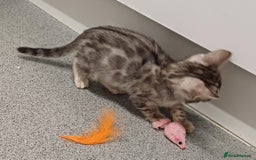 Mixed Breed cats for sale: Bengal beauties - Image 7