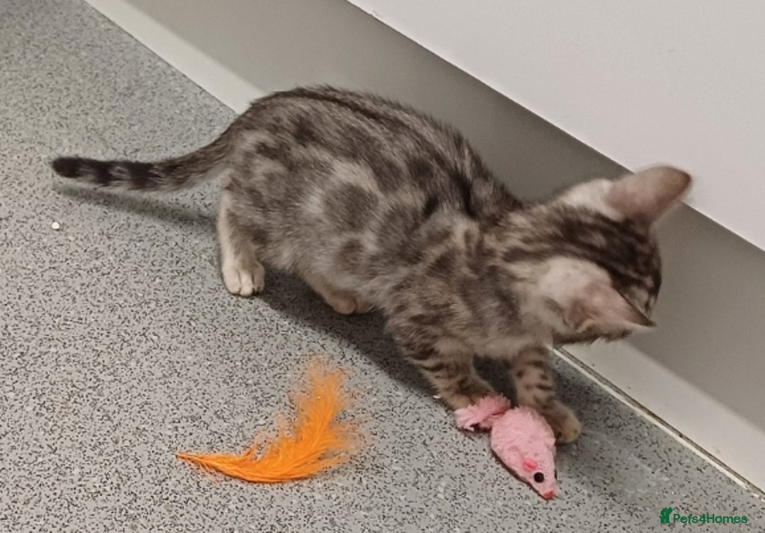 Mixed Breed cats for sale: Bengal beauties - Image 7