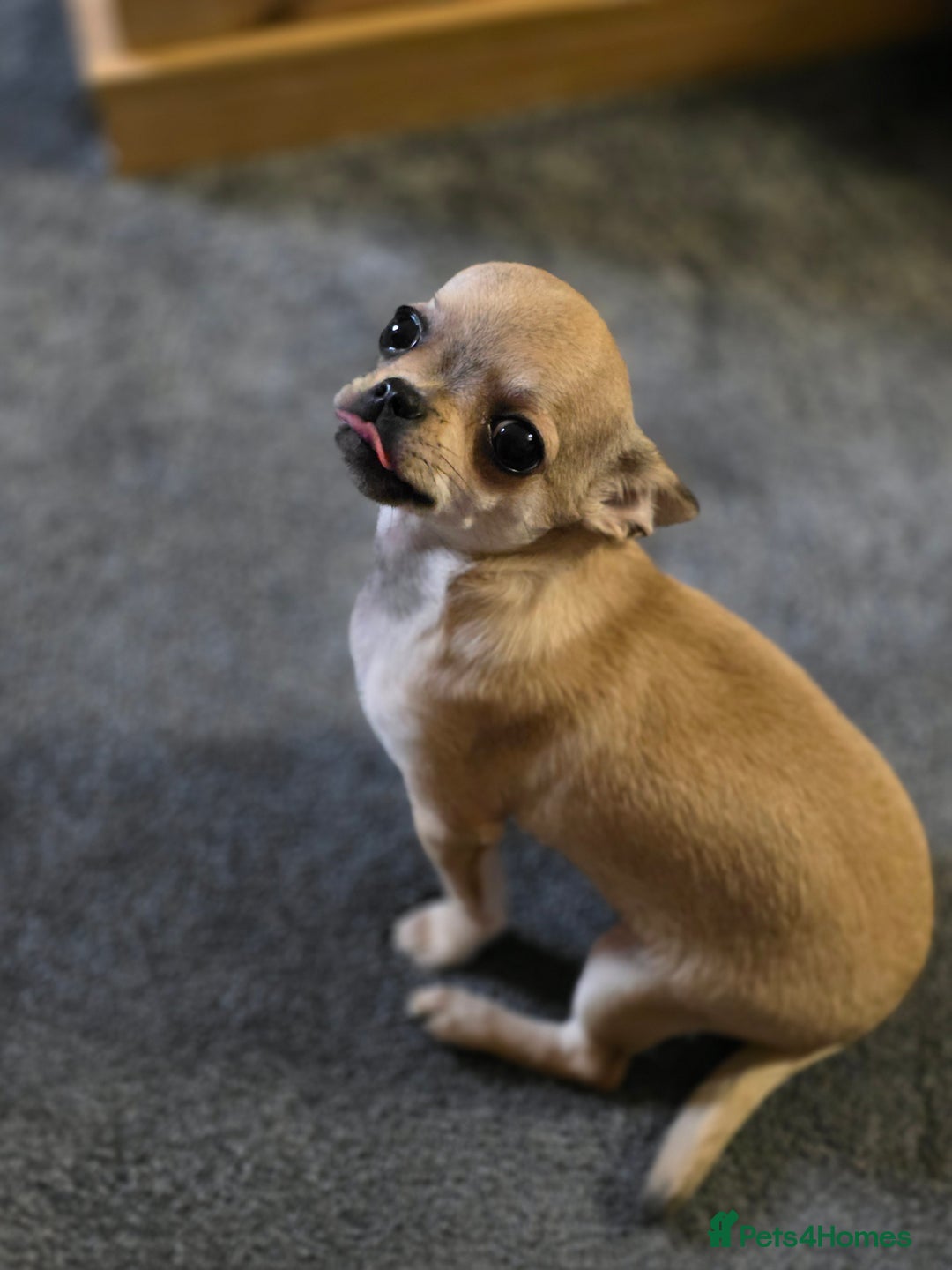 Chihuahua dogs for sale: 🌟 KC Registered 🌟 Smooth Sable Chiuahua 🐕 - Advert 12