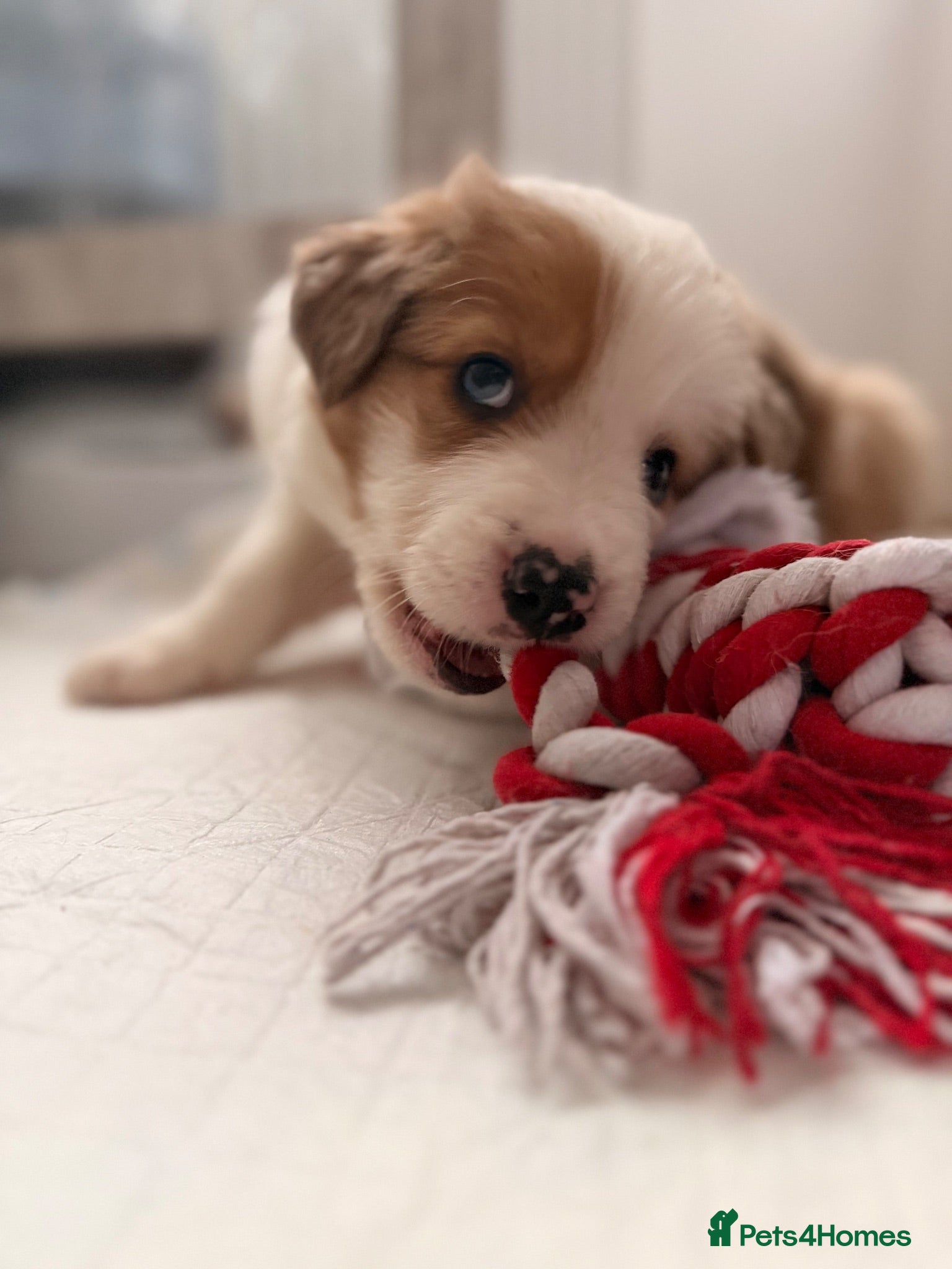 Border Collie dogs Stunning Show line puppies,various colours  - Advert 1