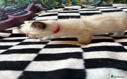 Ragdoll cats for sale: 6 stunning ragdoll kittens  - Image 4