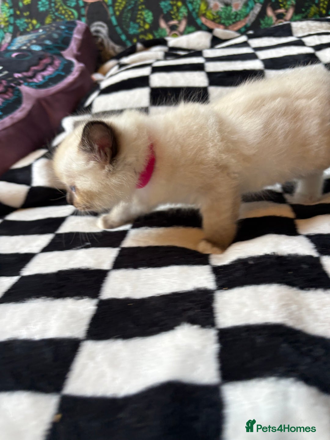 Ragdoll cats for sale: 6 stunning ragdoll kittens  - Image 4