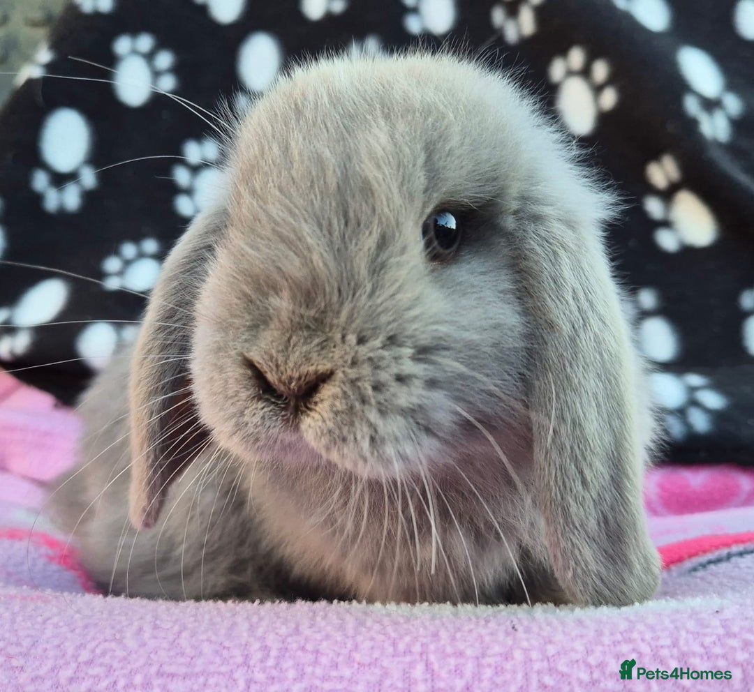 Mini Lop rabbits for sale: 8-9 week old mini lops  - Image 4