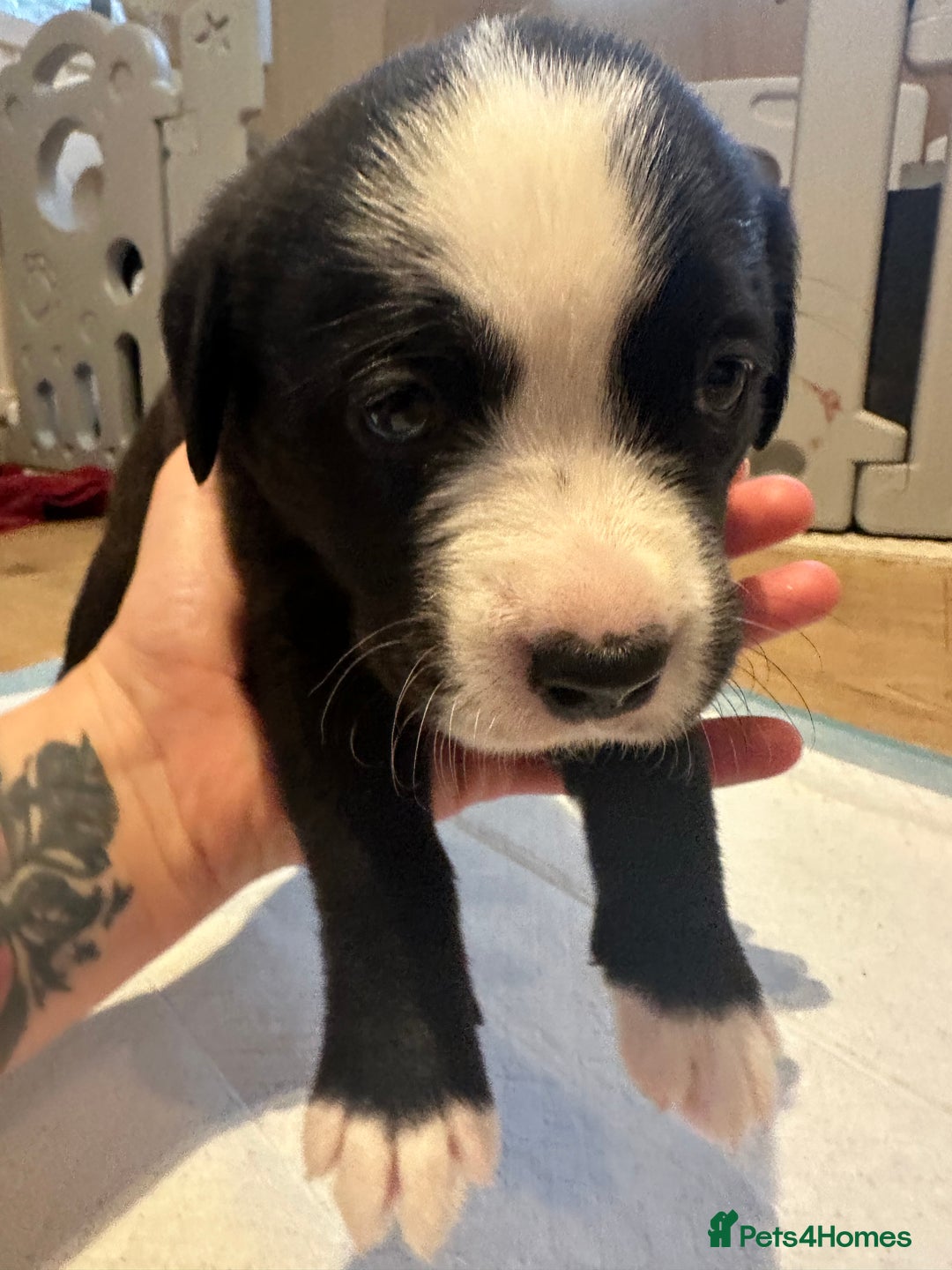 Mixed Breed dogs for sale: Lab- Cane Corso Puppies Looking for Loving Homes - Advert 2