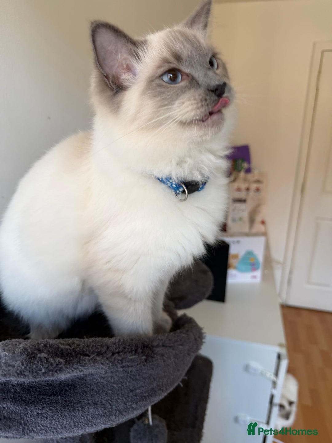 Ragdoll cats for sale: Ragdoll Kittens Looking for Their Forever Homes  - Image 7