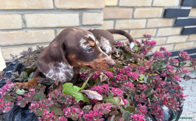 Miniature Dachshund dogs - Advert 2