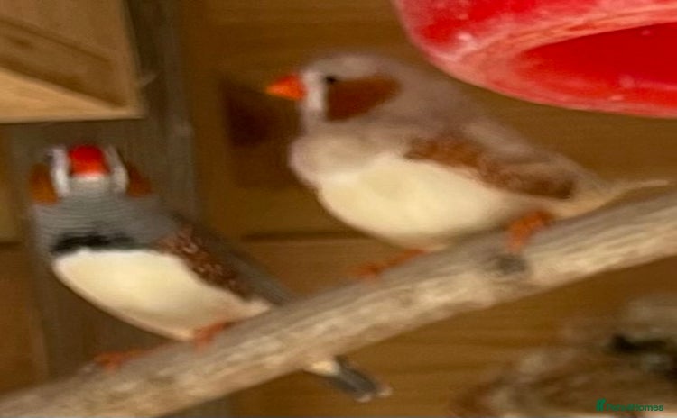 Finches birds - Advert 2