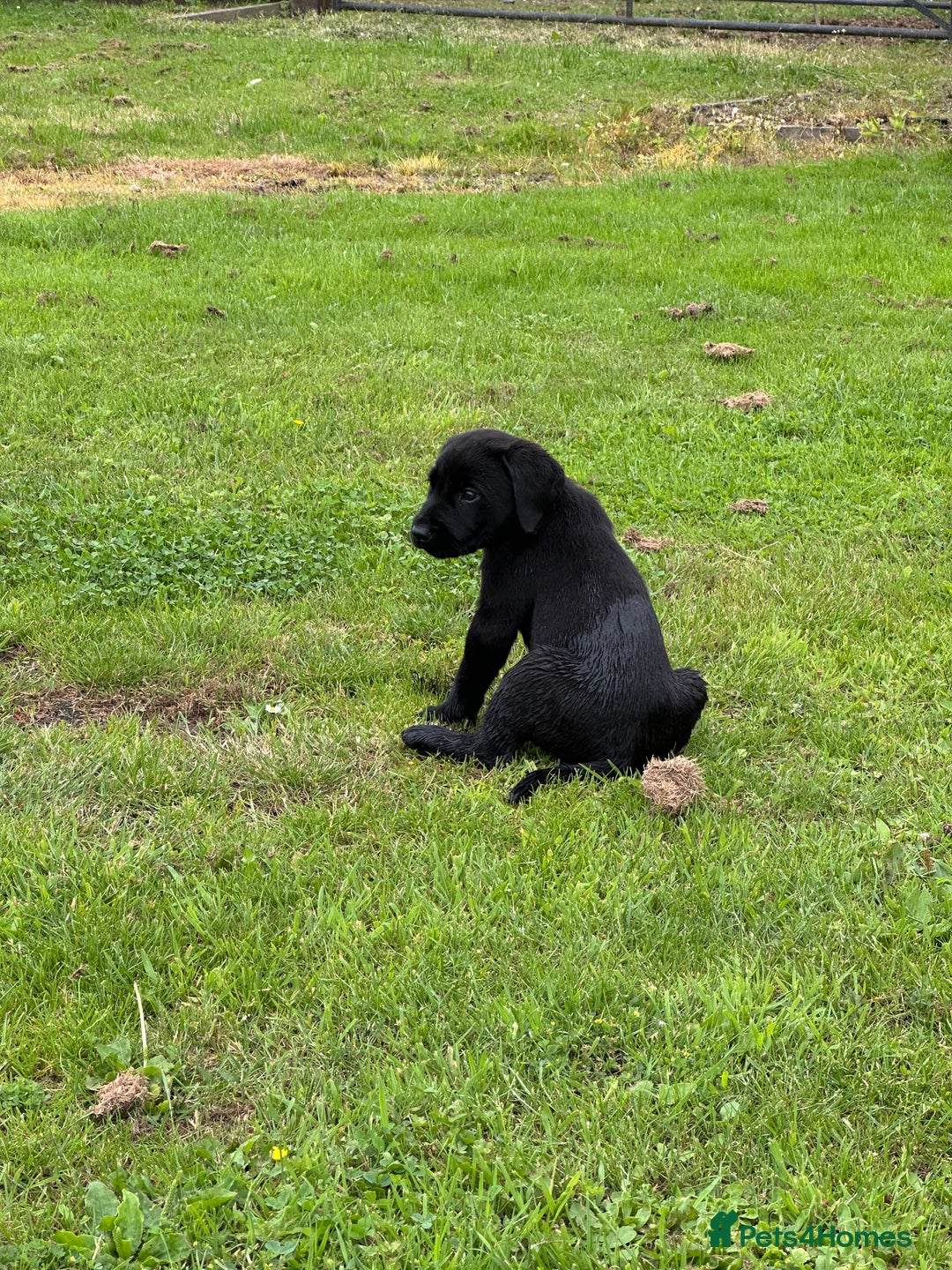Labrador Retriever dogs for sale: Excellent KC reg-health checked home bred line - Image 13
