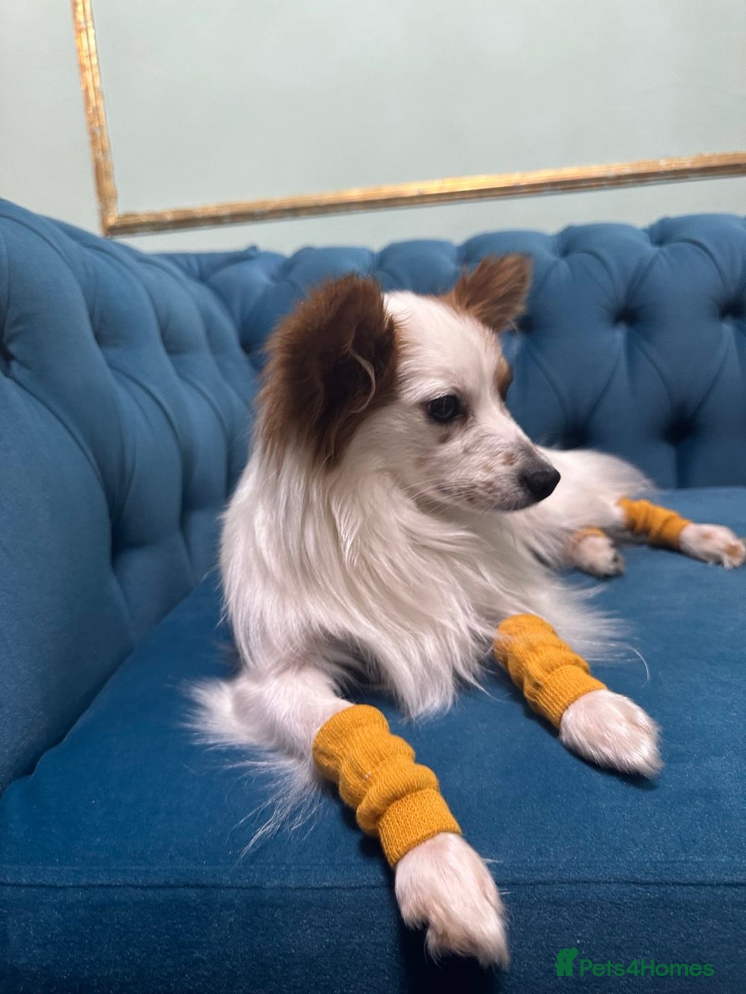 Papillon dogs for sale: Papillon Dog – 2.5 Years Old  - Image 4