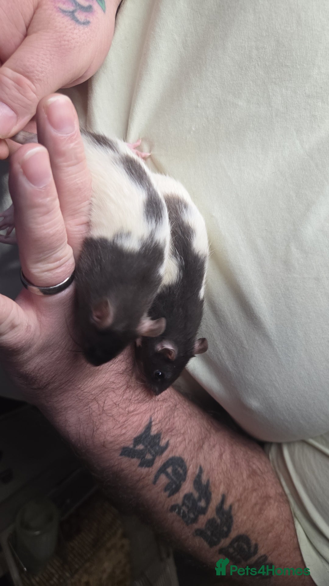 Rat rodents for sale: Male and female baby rats  - Advert 4