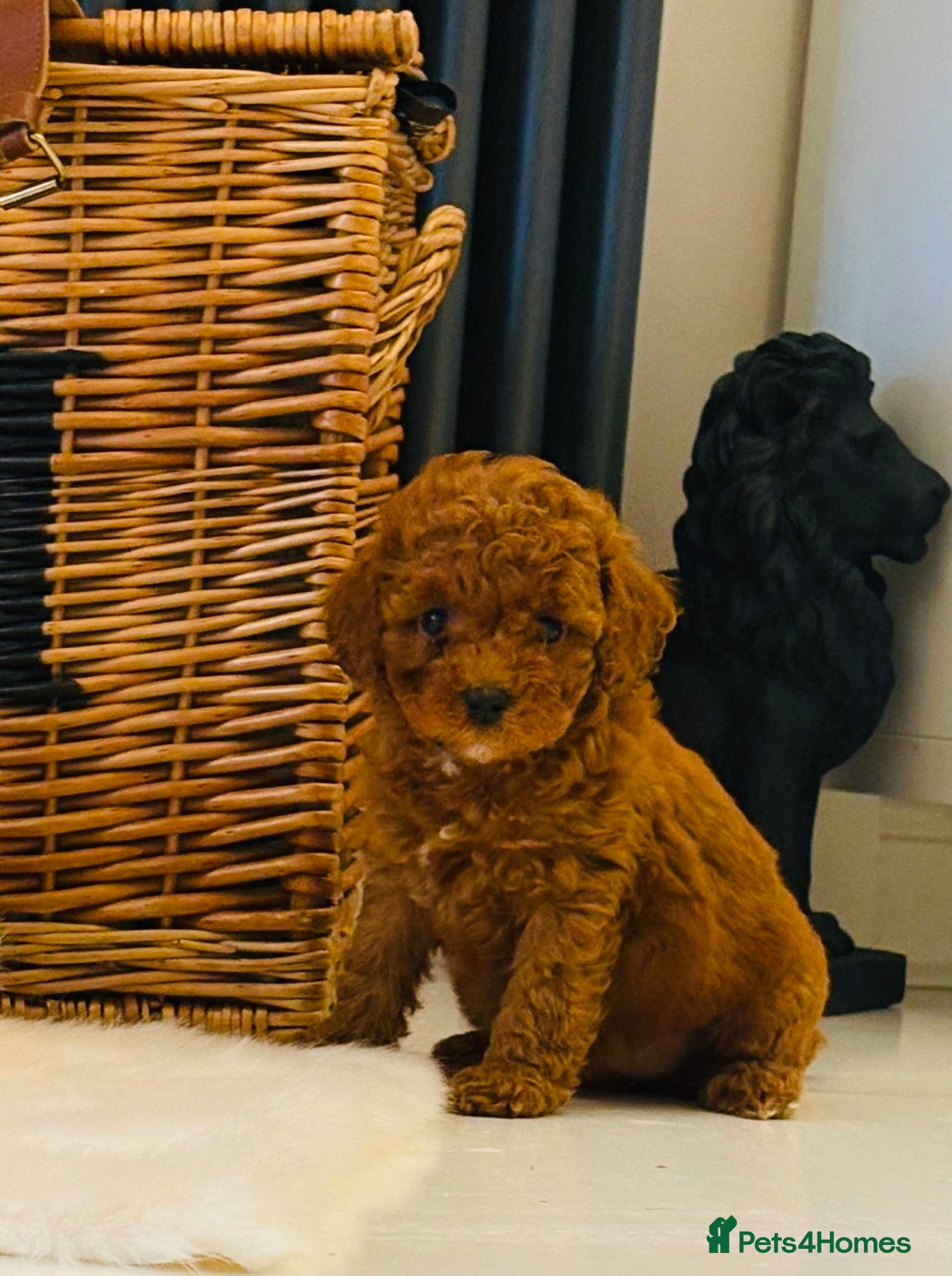 Cavapoo dogs F1b Deep Red curly coat toy Cavapoo pups 🐾 - Advert 2