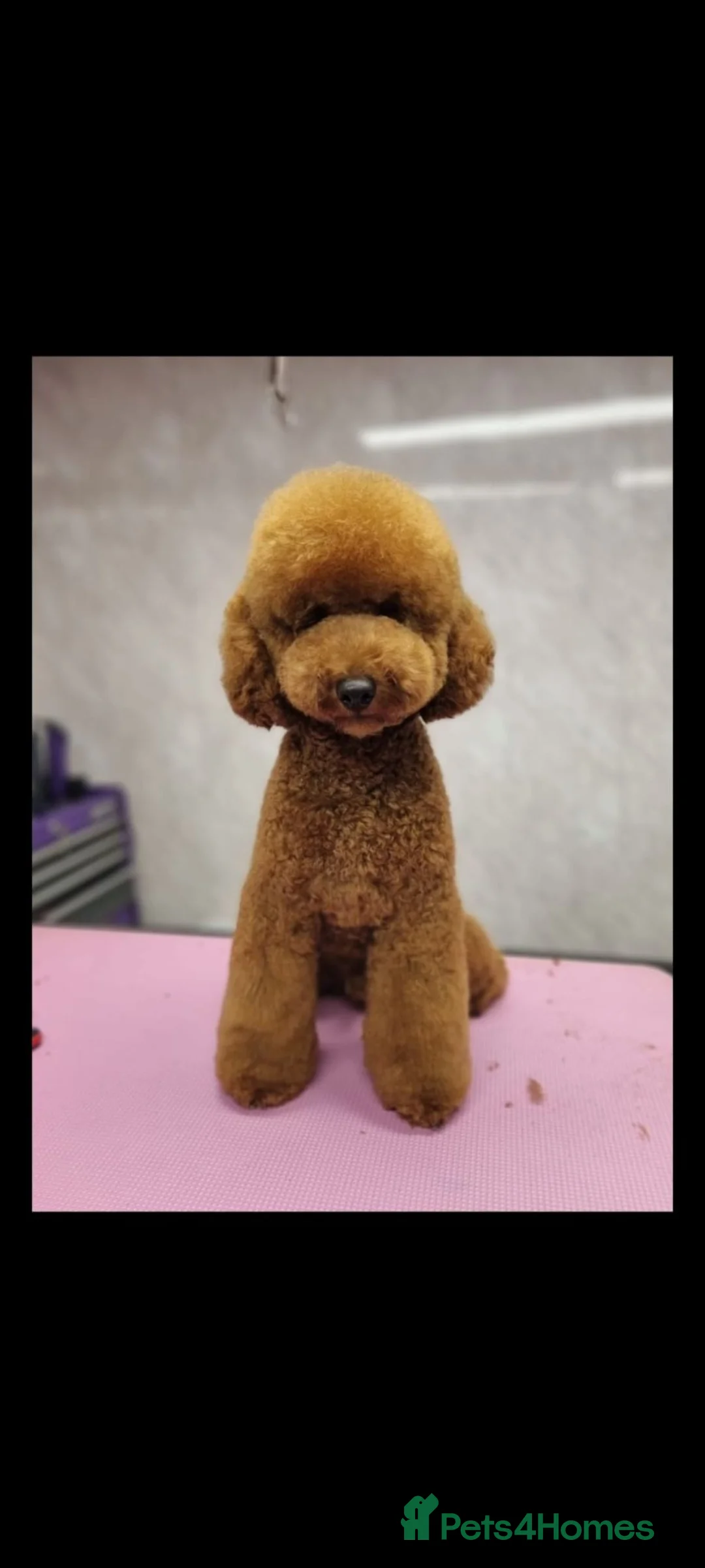 Cockapoo dogs for sale: LAST IN LITTER* Gorgeous sable Cockapoo girl.  - Advert 2