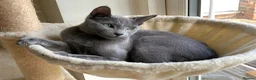 Russian Blue cats for sale: Ocean – Gentle Young Russian Blue w/ Emerald Eyes - Advert 5