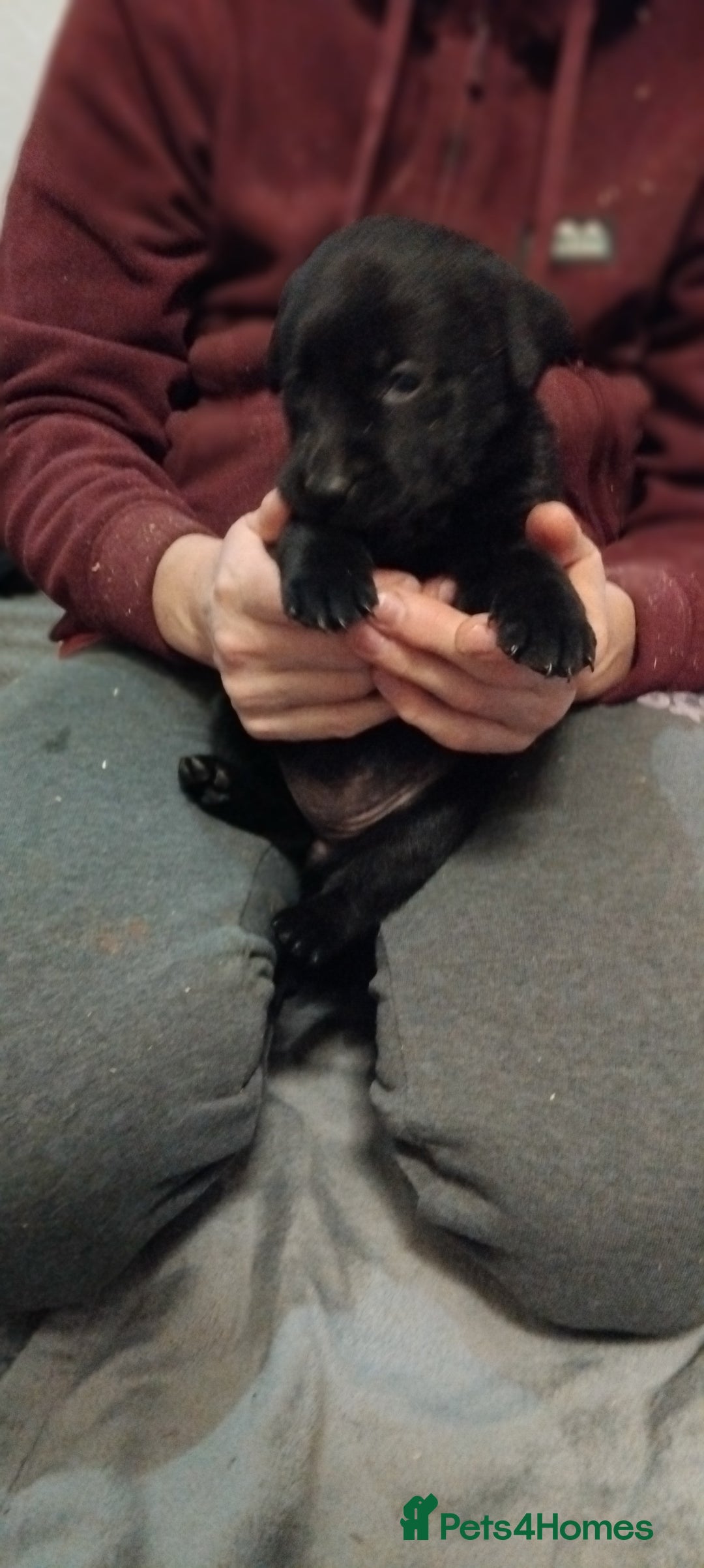 Labrador Retriever dogs for sale: Gorgeous KC registered Labrador puppies  - Advert 12