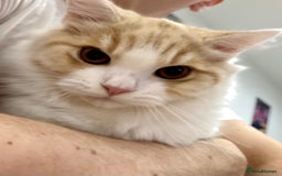 Munchkin cats for sale: Pedigree TICA Munchkin Kittens – Short Legs 🐈 - Image 26