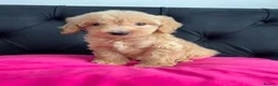 Cockapoo dogs for sale: Cockerpoo Puppies  - Advert 36