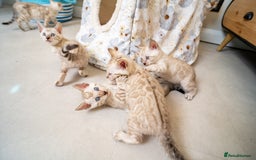 Bengal cats for sale: Frankie-Stunning Snow Bengal-TICA-Available now! - Image 25