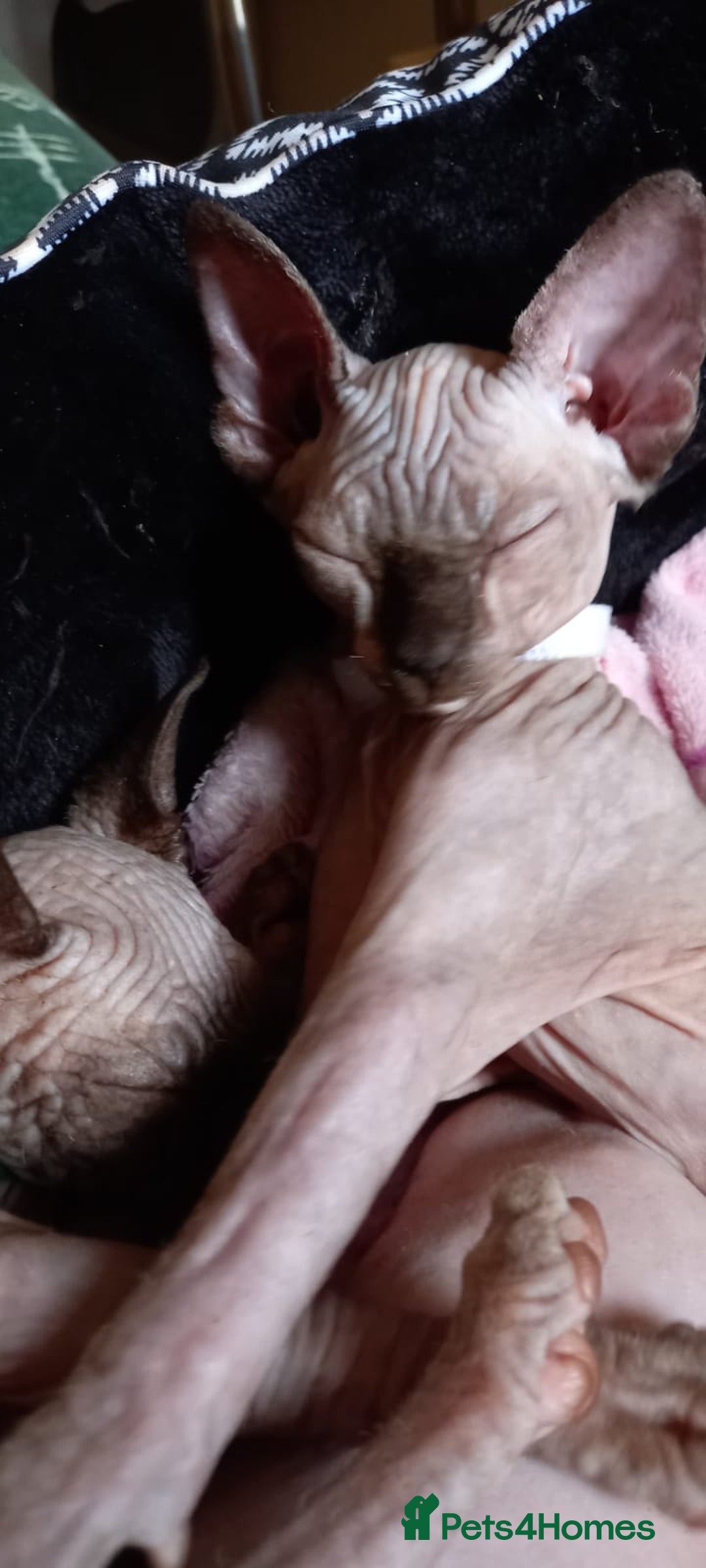 Sphynx cats for sale: 5 Adorable Sphynx Kittens for sale! - Image 28