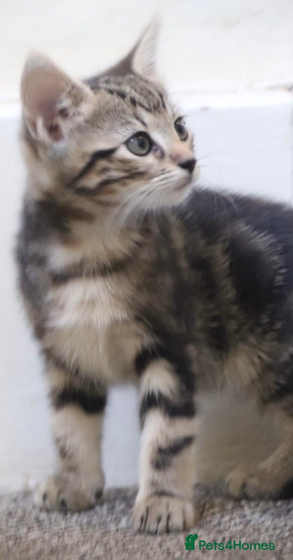 Mixed Breed cats 2 Stunning, part Siamese female kittens ready now  - Advert 1