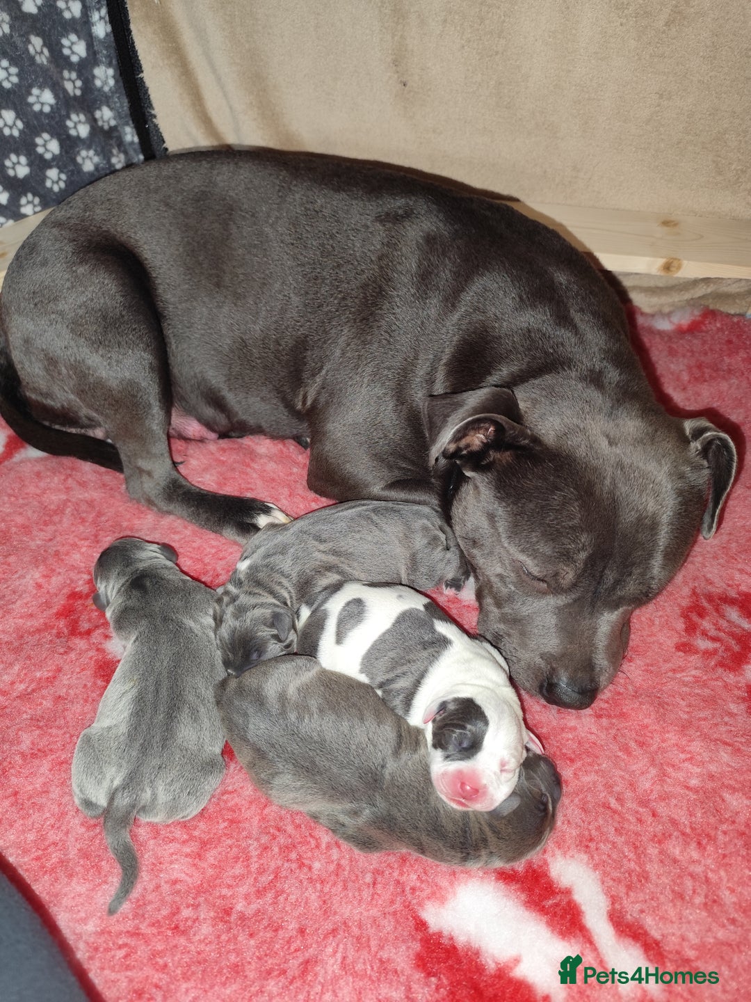 Staffordshire Bull Terrier dogs for sale: Staffordshire bull terrier puppies  - Advert 13