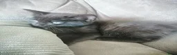 Mixed Breed cats for sale:  Kittens - Advert 5