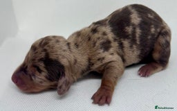 Miniature Dachshund dogs for sale: Miniature Dachshund - 1 Black and tan girl left - Image 15