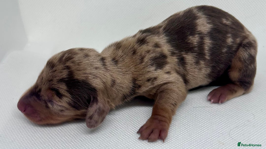 Miniature Dachshund dogs for sale: Miniature Dachshund - 1 Black and tan girl left - Image 15