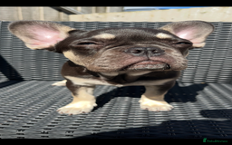 French Bulldog dogs for sale: Beautiful French bulls  - Image 10