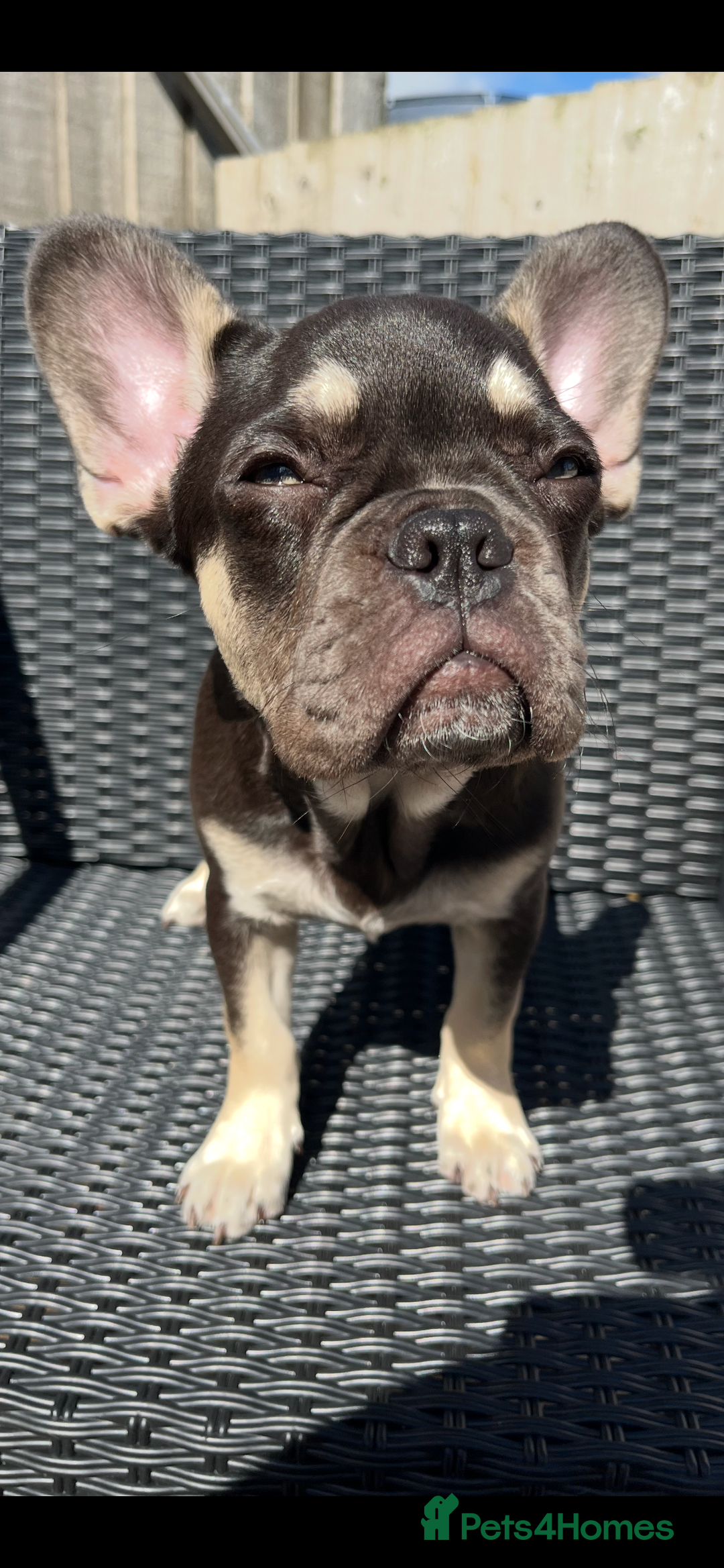 French Bulldog dogs for sale: Beautiful French bulls  - Image 10