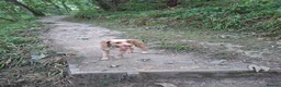 Cockapoo dogs for sale: Sully – loving Cockapoo looking for the right home in Nottingham - Advert 2