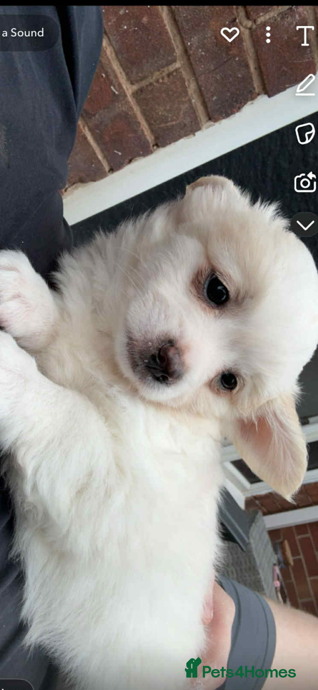Mixed Breed dogs for sale: Chihuahua pups  - Image 1
