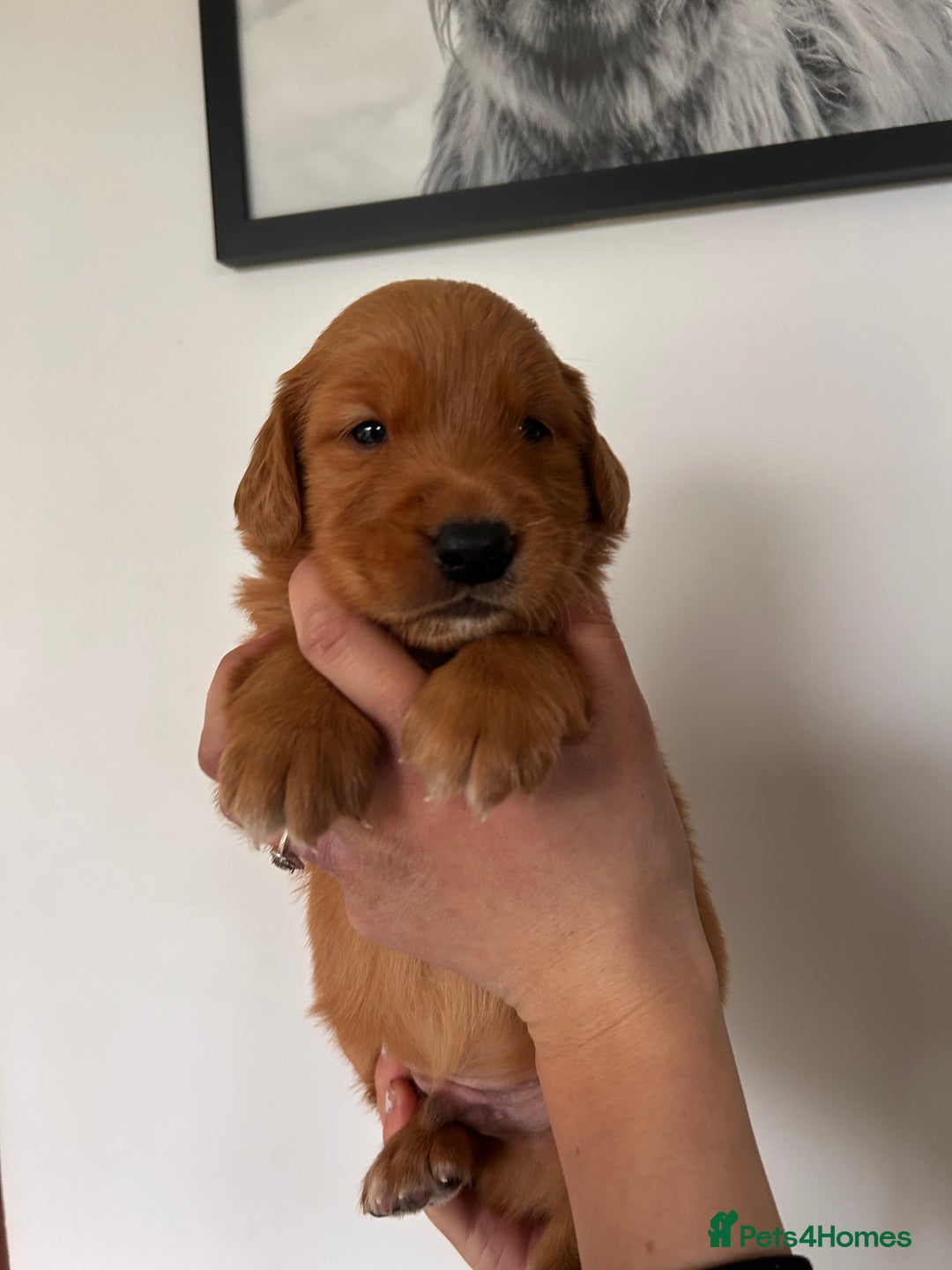 Golden Retriever dogs for sale: Dark Working Golden Retriever puppies - Advert 26