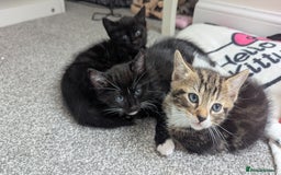 Mixed Breed cats for sale: Beautiful kittens.  - Image 9