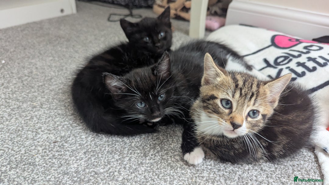 Mixed Breed cats for sale: Beautiful kittens.  - Image 9