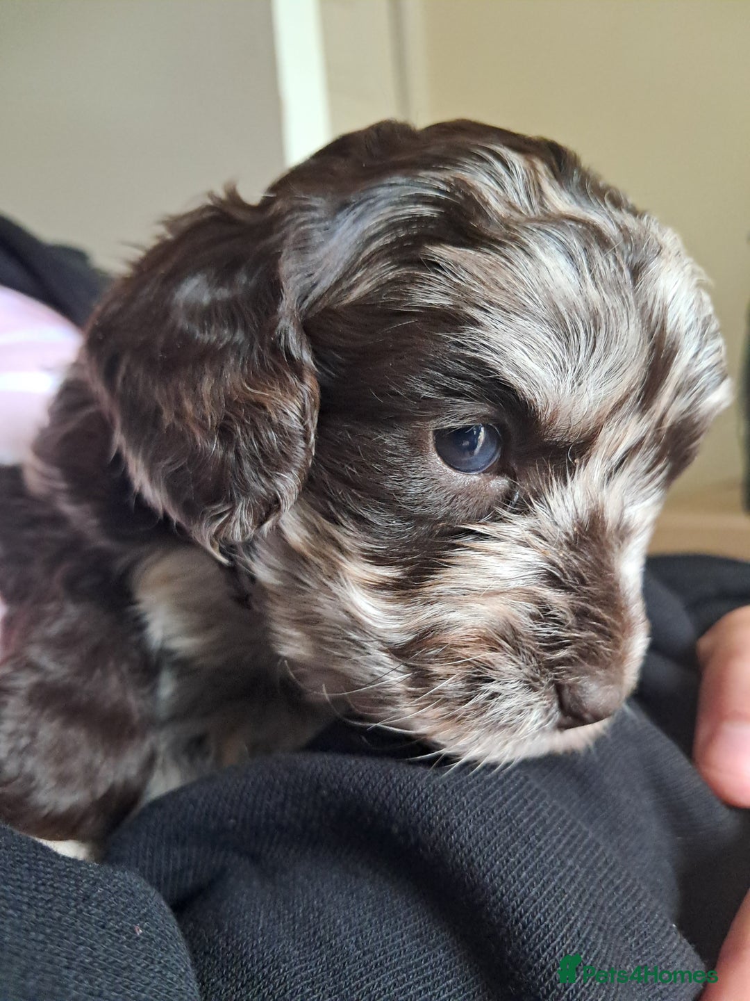 Mixed Breed dogs for sale: Cavapoo  in Bath - Image 2