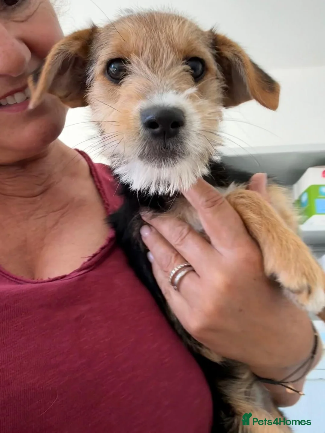 Mixed Breed dogs for adoption: Terrific Little Trixie - Advert 1