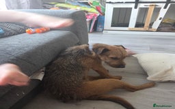Patterdale Terrier dogs for sale: Adult dog - Image 3