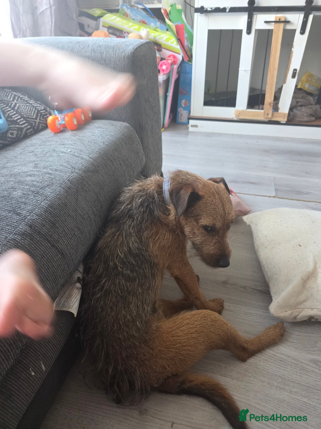 Patterdale Terrier dogs for sale: Adult dog - Image 3