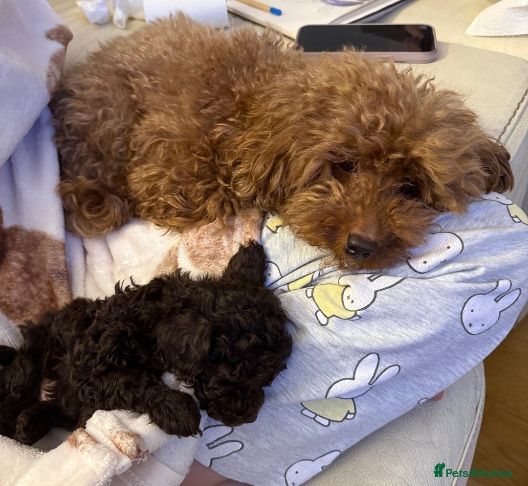 Toy Poodle dogs for sale: 3 adorable toy poodles. Multicoloured, check des. - Advert 3