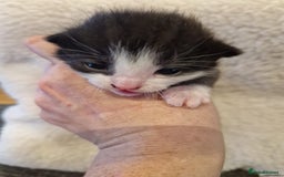 Mixed Breed cats for sale: Update! Beautiful litter of kittens 2 kitten left - Image 19