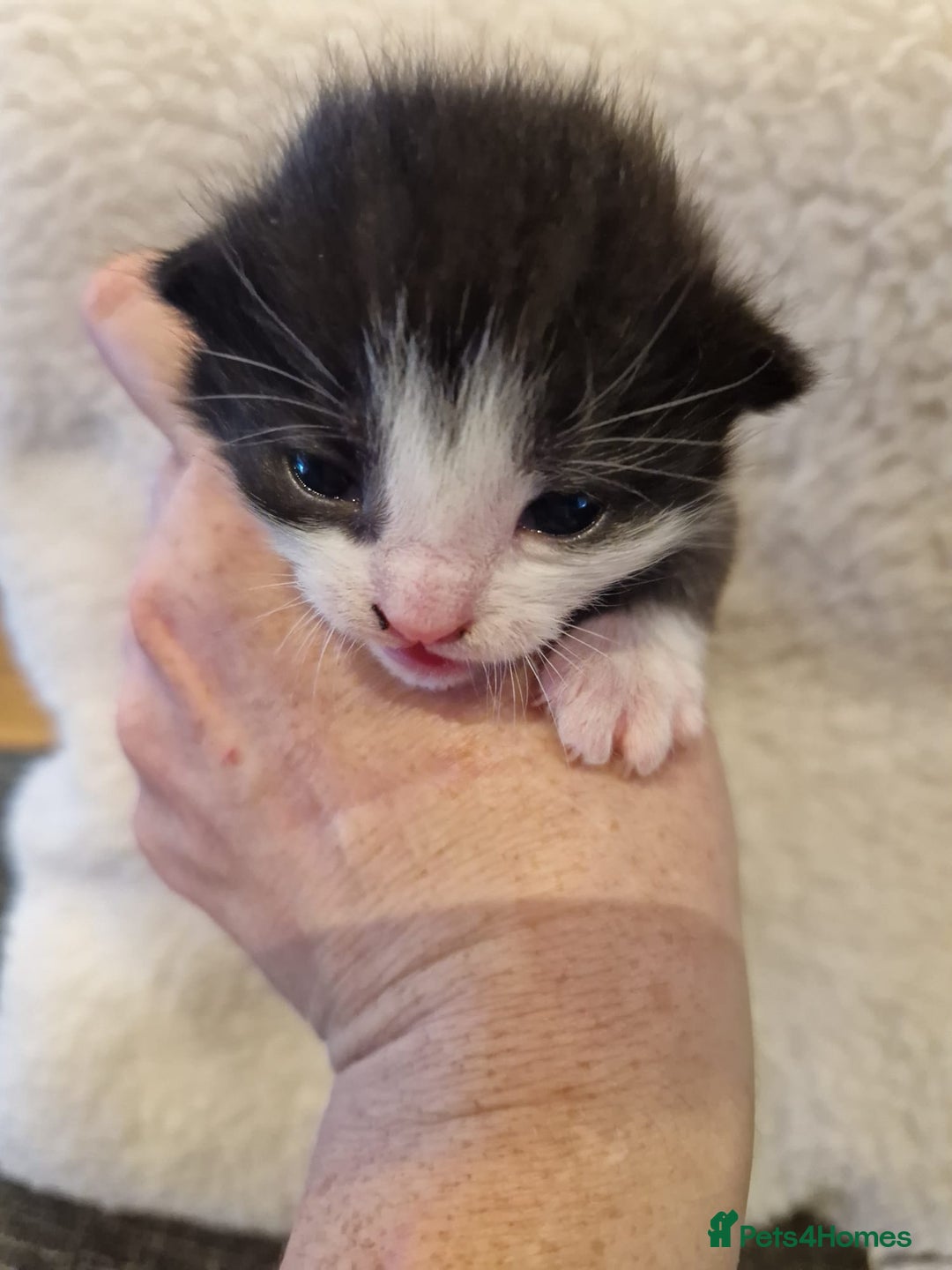 Mixed Breed cats for sale: Update! Beautiful litter of kittens 2 kitten left - Image 19
