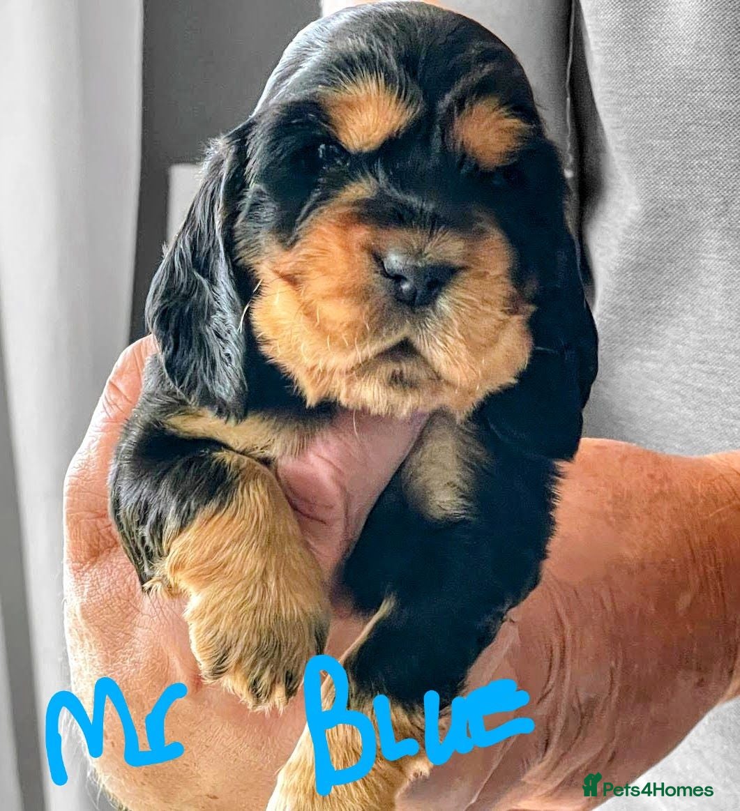 Cocker Spaniel dogs Very Well Bred ,Pure,KC, Show Type, C /S Puppiesr - Advert 1