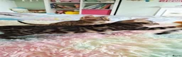 Bengal cats for sale: luxurious bengals - Advert 10