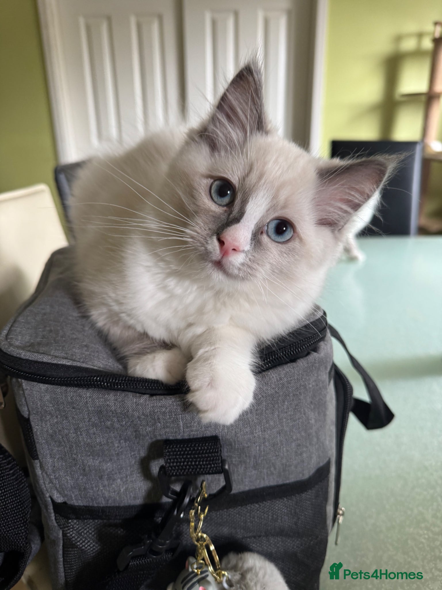 Ragdoll cats for sale: Luna and Drako in Spalding - Advert 5