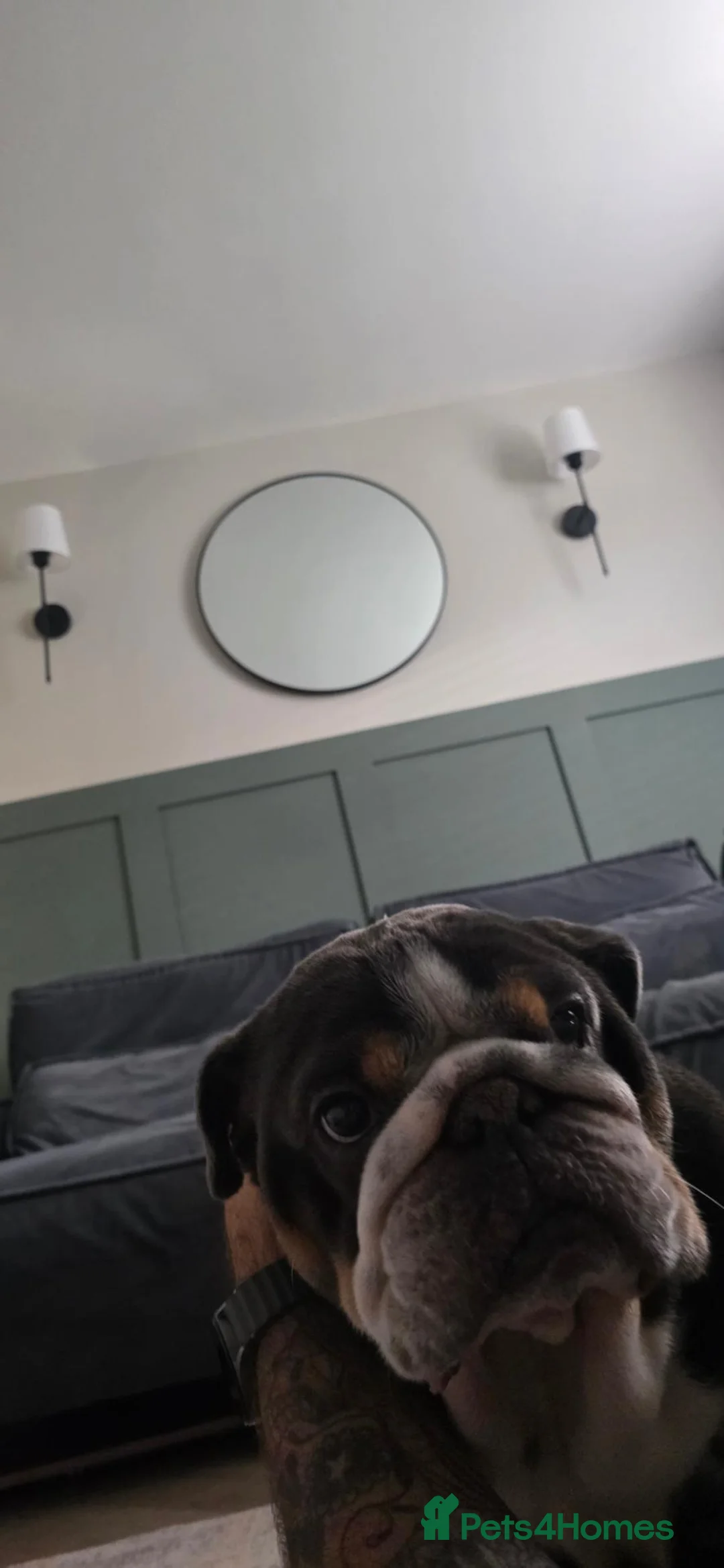 English Bulldog dogs for sale: Shelby – Beautiful 4-Year-Old English Bulldog - Advert 2