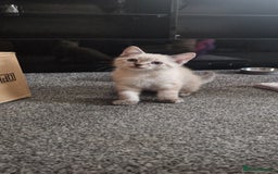 Ragdoll cats for sale: Ragdoll X Bengal - Image 20