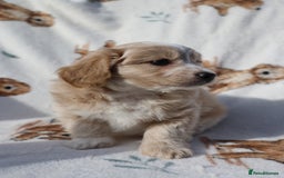 Maltipoo dogs for sale: Beautiful Maltipoo Babies - Image 12