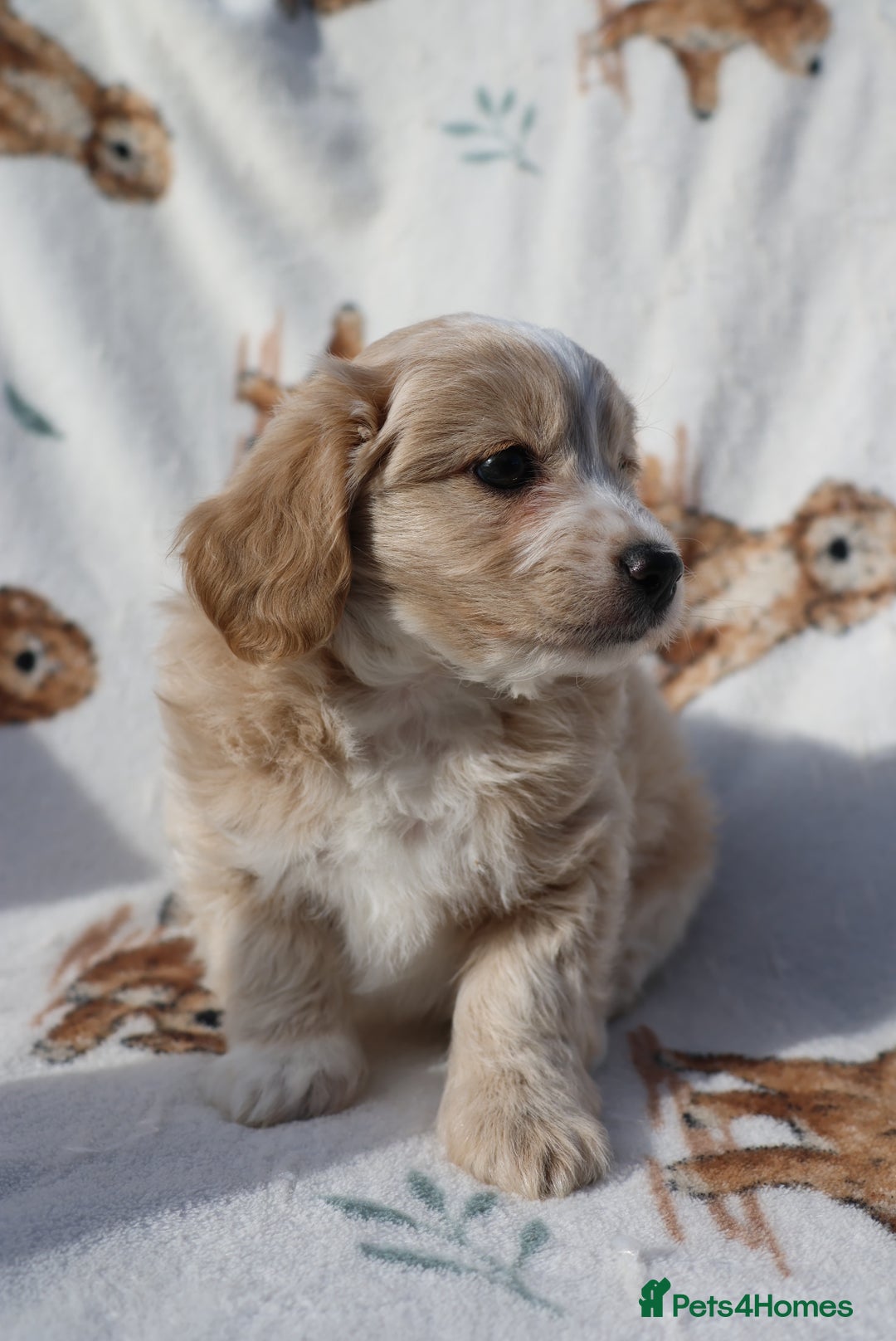 Maltipoo dogs for sale: Beautiful Maltipoo Babies - Image 12