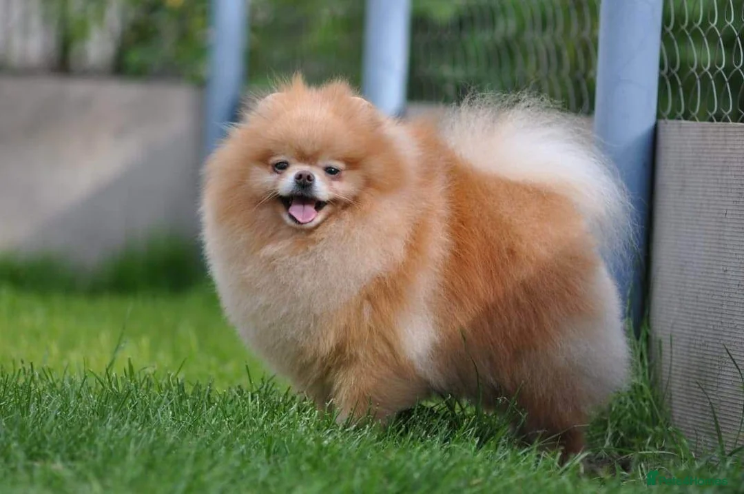 Pomeranian dogs for sale: Show quality potential puppies  - Advert 8