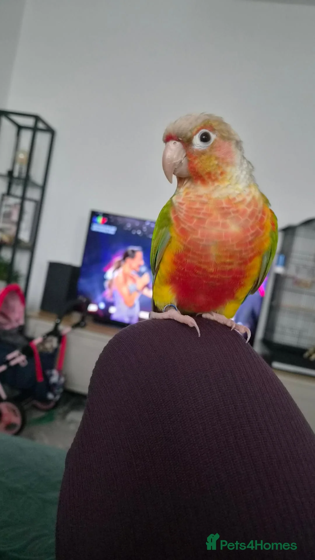 Conures birds for sale: Green-Cheeked Conure in Barking - Advert 2